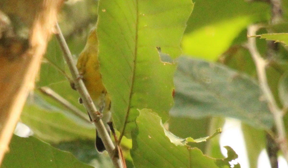 Magnolia Warbler - ML624048312