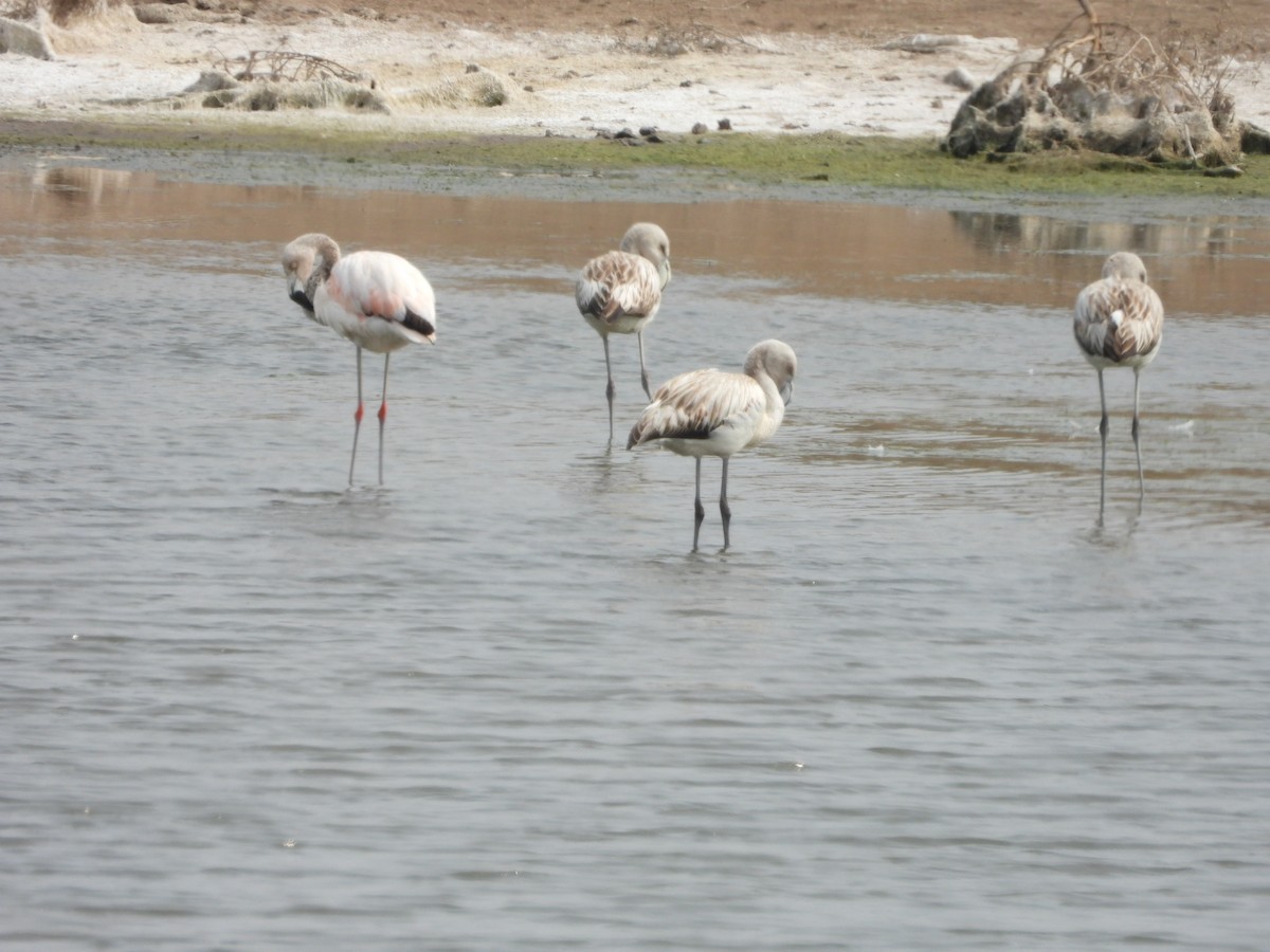 Chilean Flamingo - ML624048323