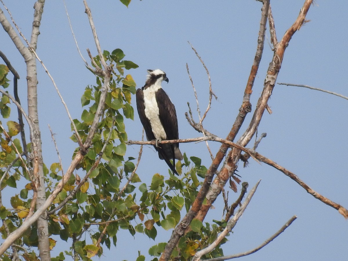 Osprey - ML624048330