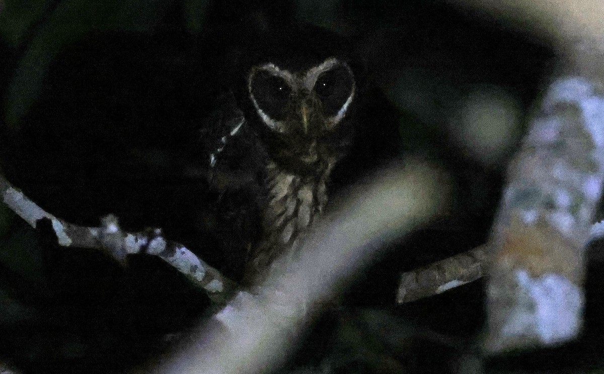 Mottled Owl - Paul Chapman