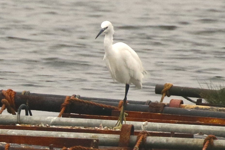 Little Egret - walter sliva