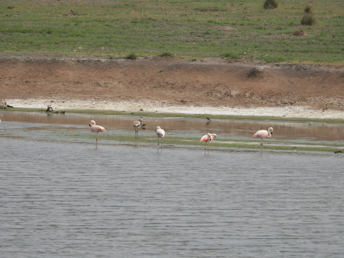 Chilean Flamingo - ML624048378