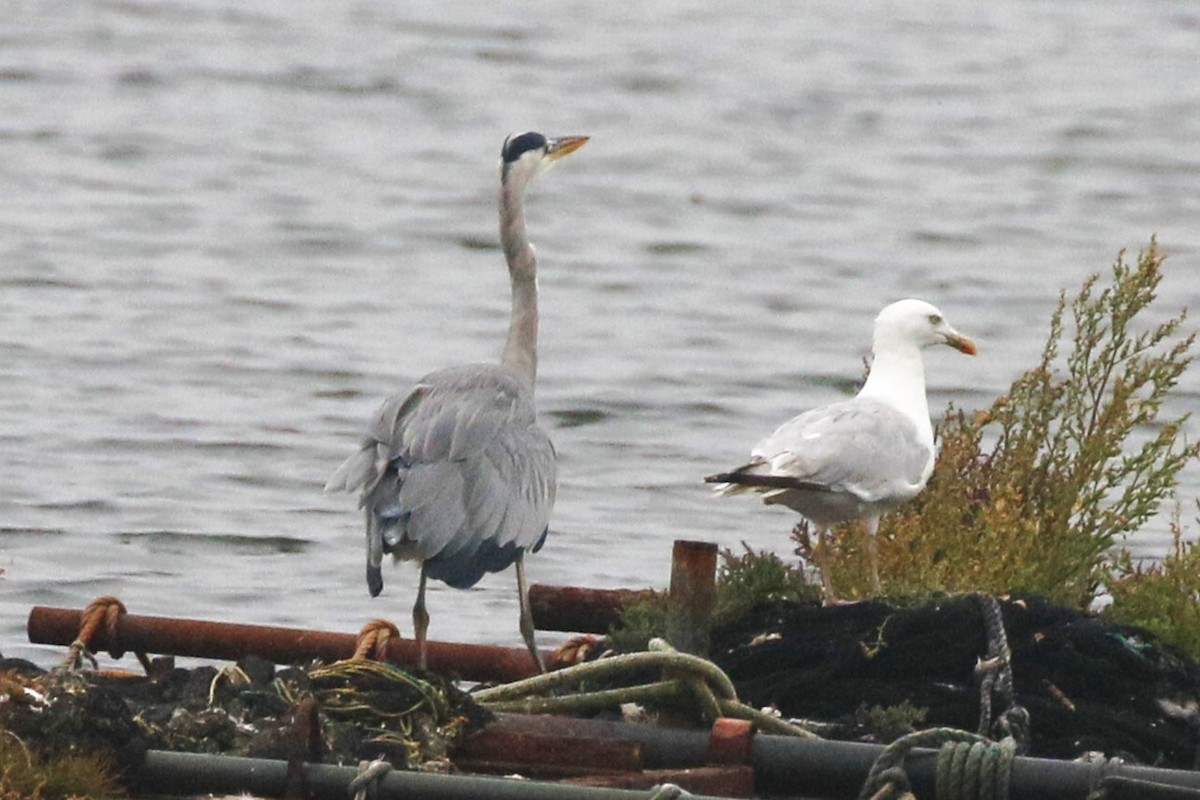 Gray Heron - walter sliva