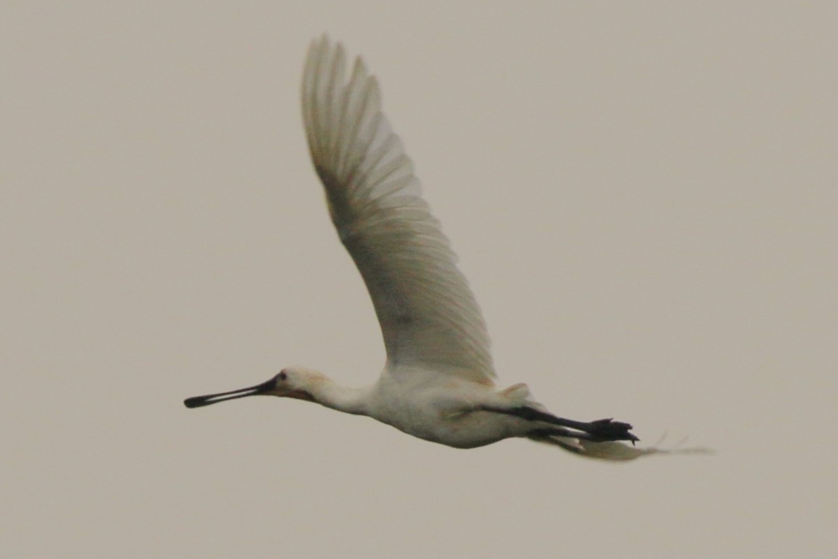 Eurasian Spoonbill - walter sliva