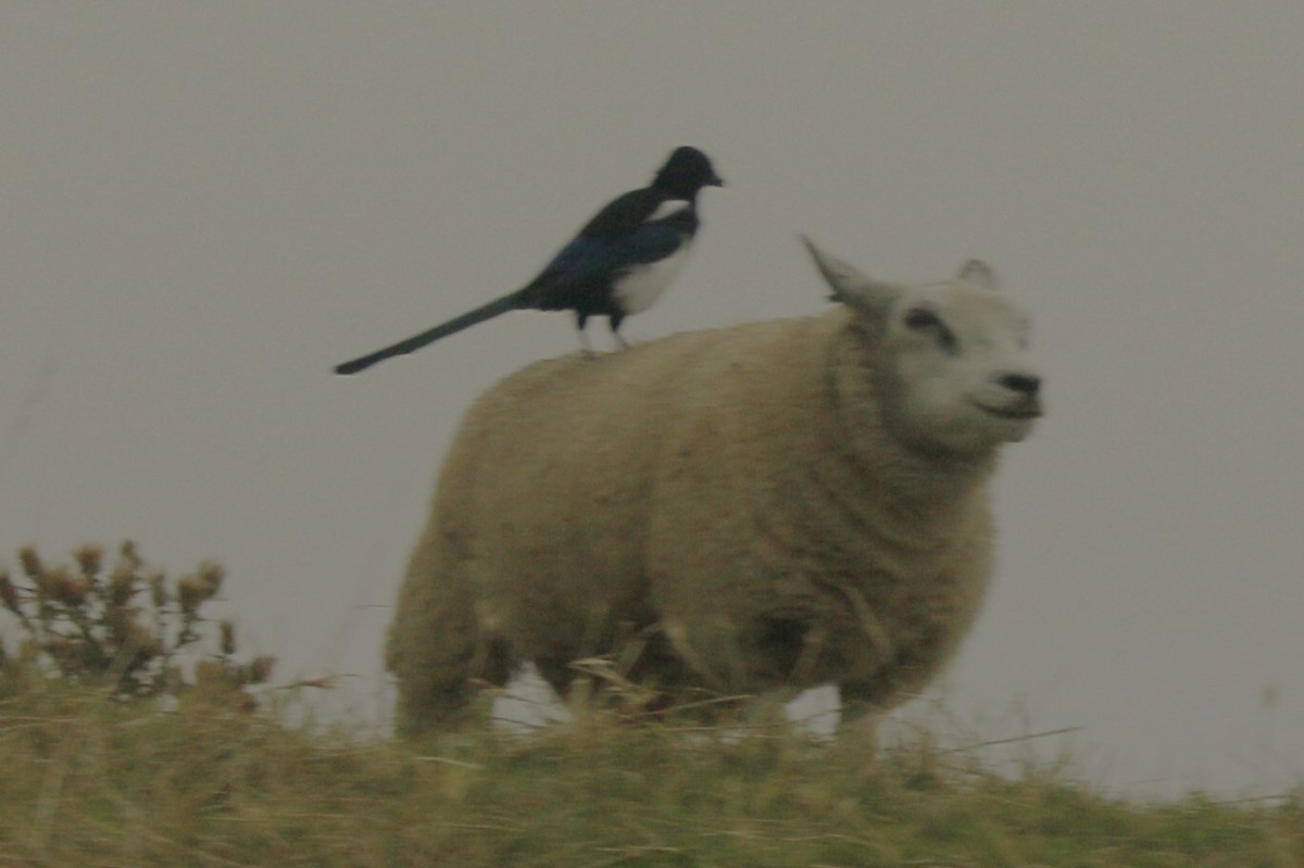 Eurasian Magpie - ML624048416