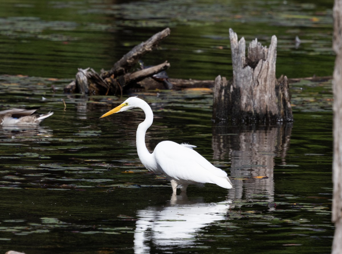 Great Egret - ML624048418