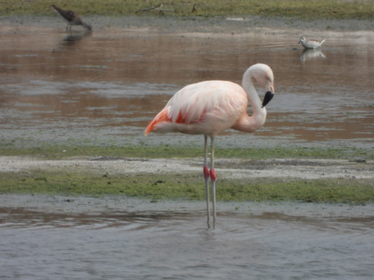 Chilean Flamingo - ML624048426