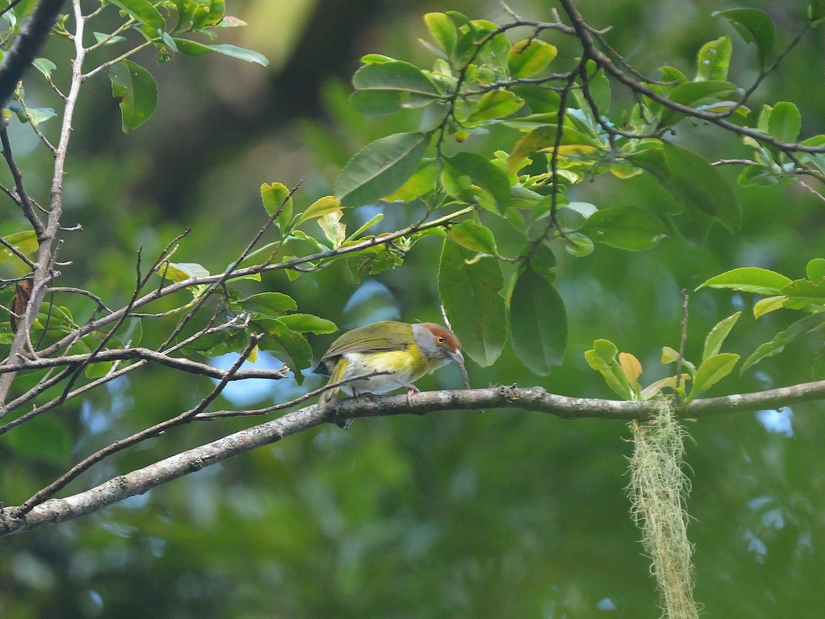 Rufous-browed Peppershrike - ML624048428