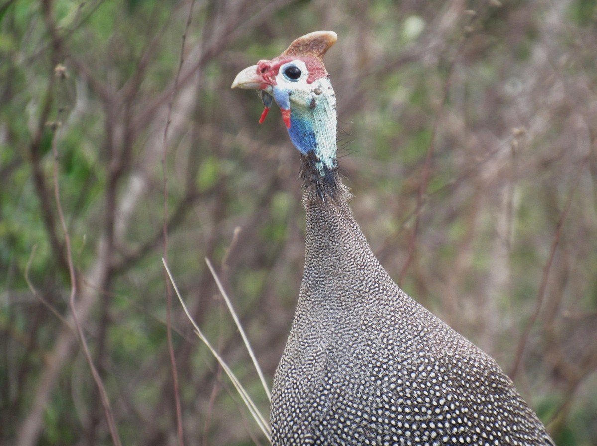 Helmeted Guineafowl - ML624048450