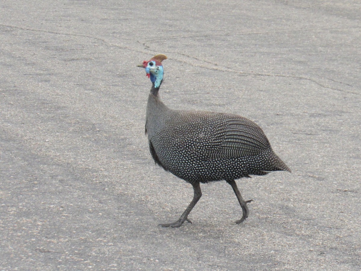 Helmeted Guineafowl - ML624048451