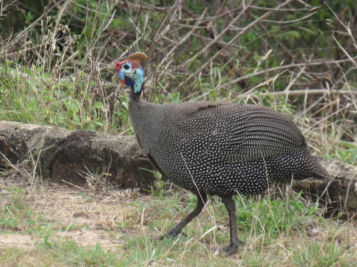 Helmeted Guineafowl - ML624048452