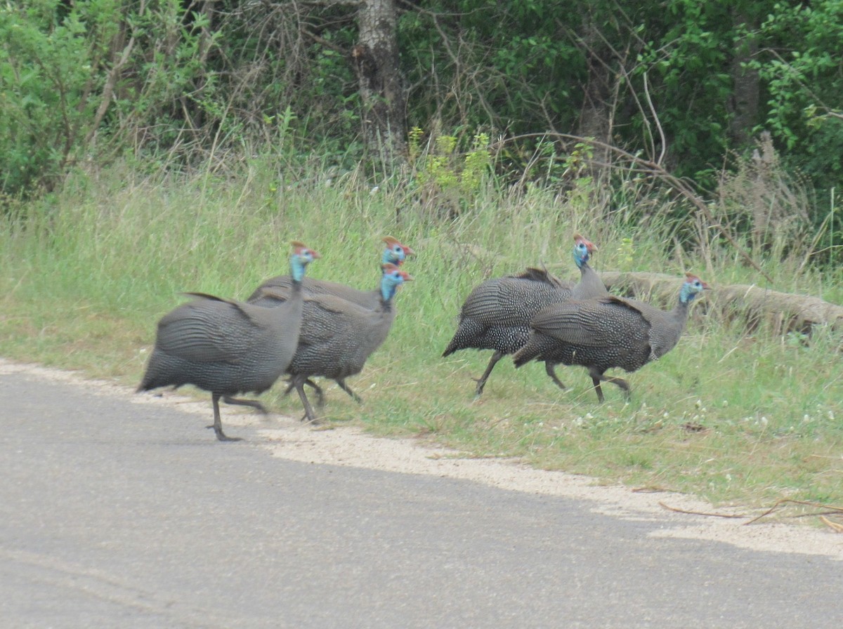 Helmeted Guineafowl - ML624048453