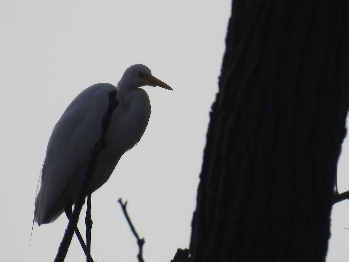 Great Egret - ML624048457