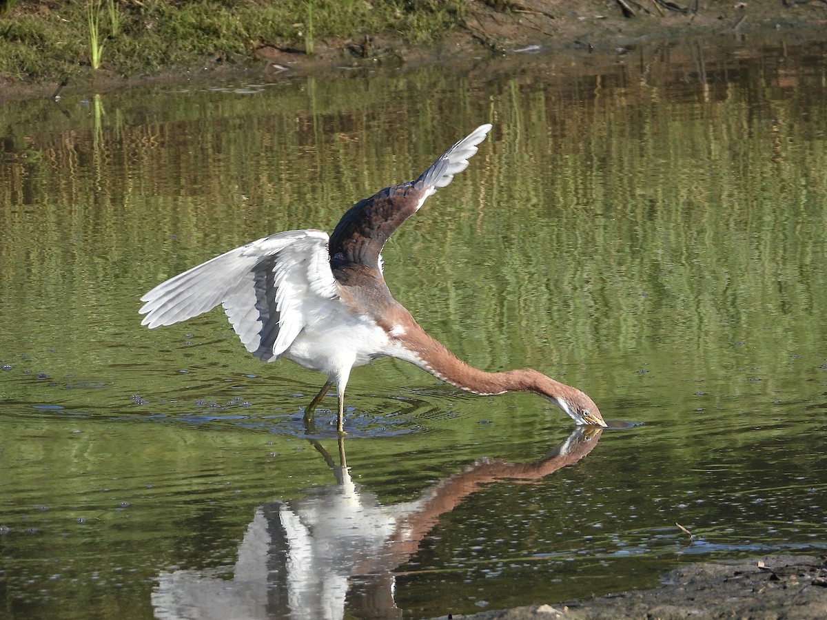 Tricolored Heron - ML624048458