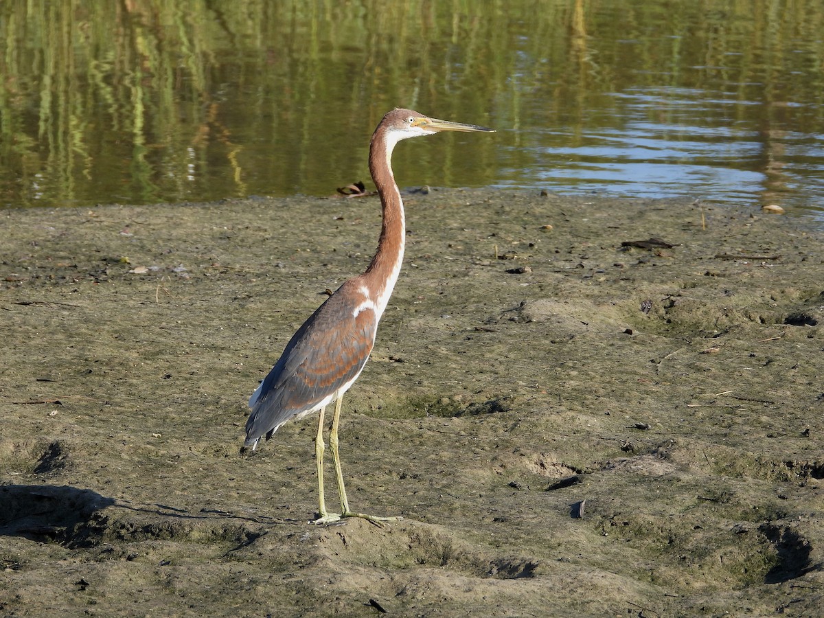 Tricolored Heron - ML624048459