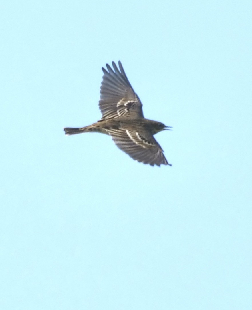 Red-throated Pipit - ML624048471