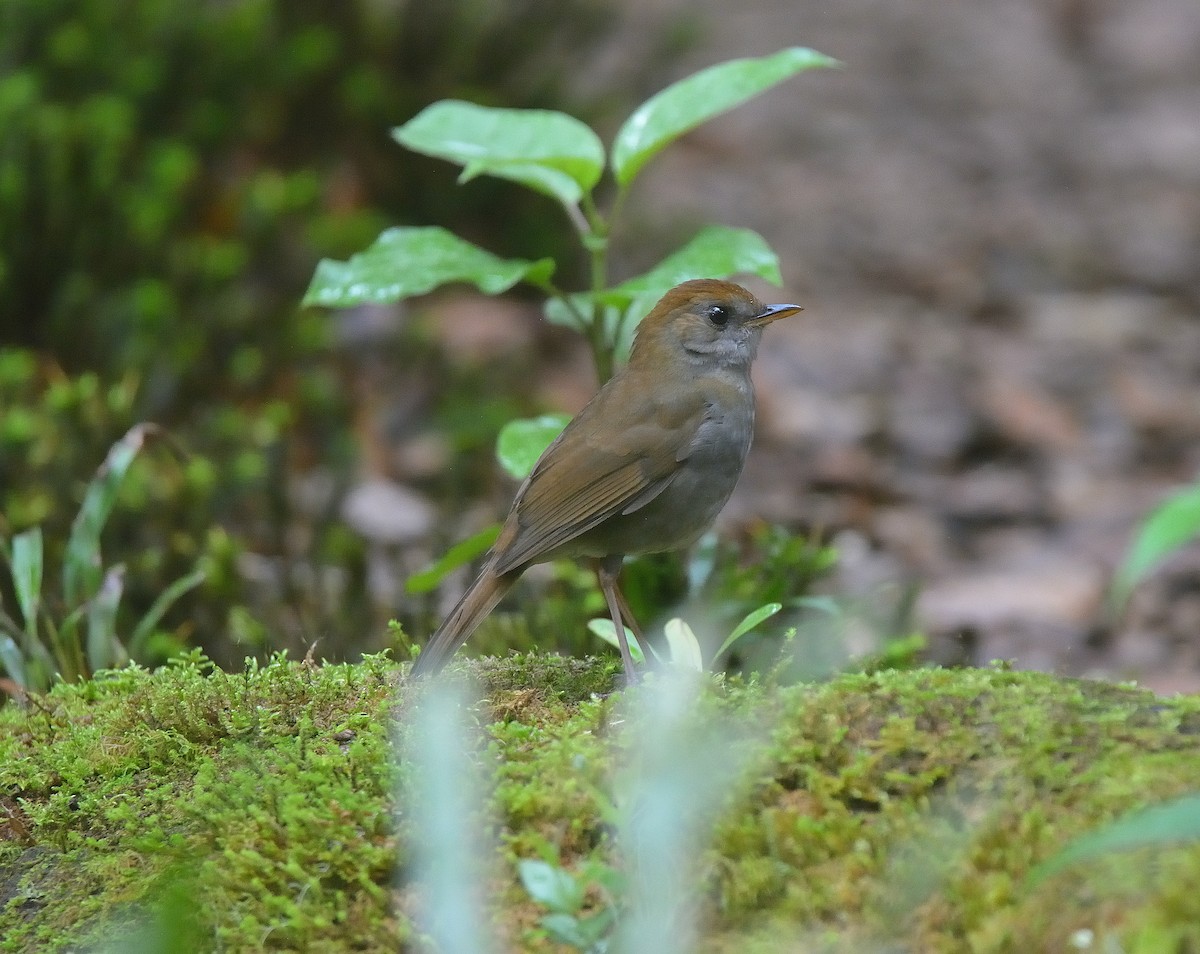 Ruddy-capped Nightingale-Thrush - ML624048473