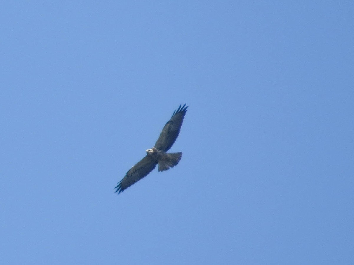 Swainson's Hawk - ML624048485