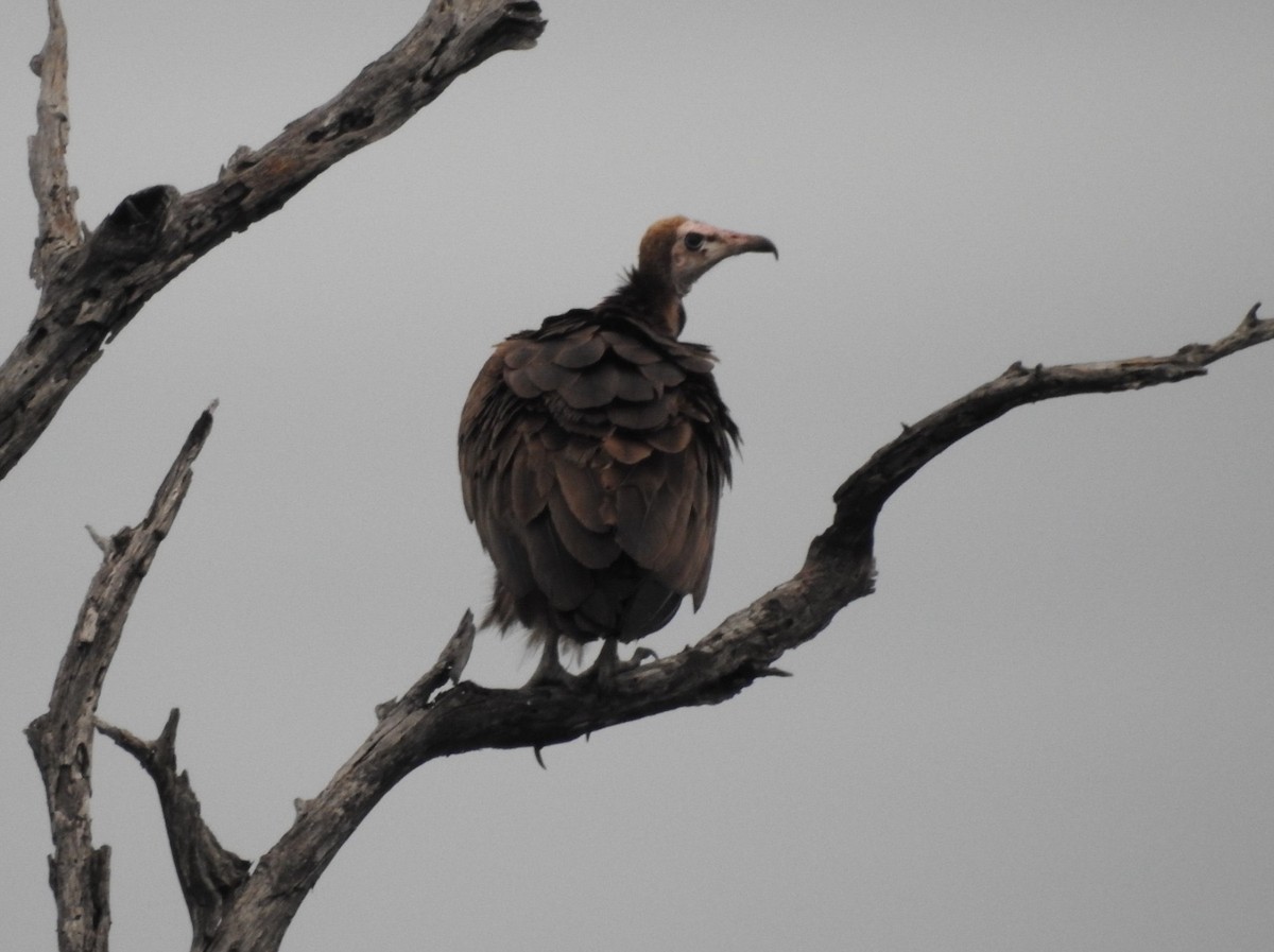 Hooded Vulture - ML624048486