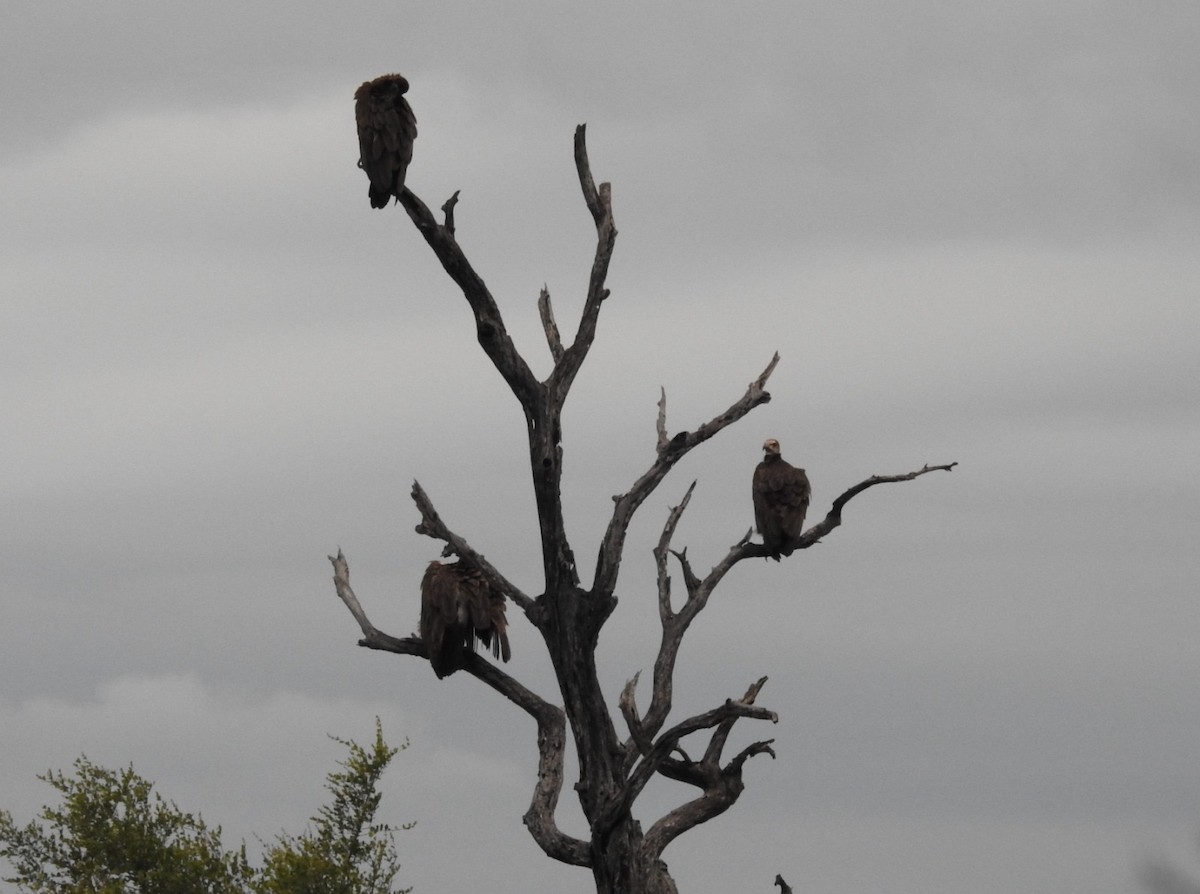 Hooded Vulture - ML624048487