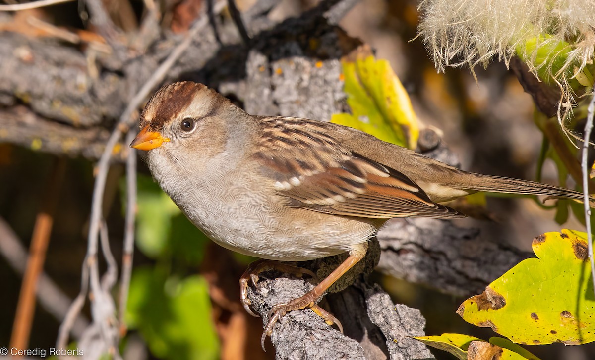 White-crowned Sparrow - ML624048490