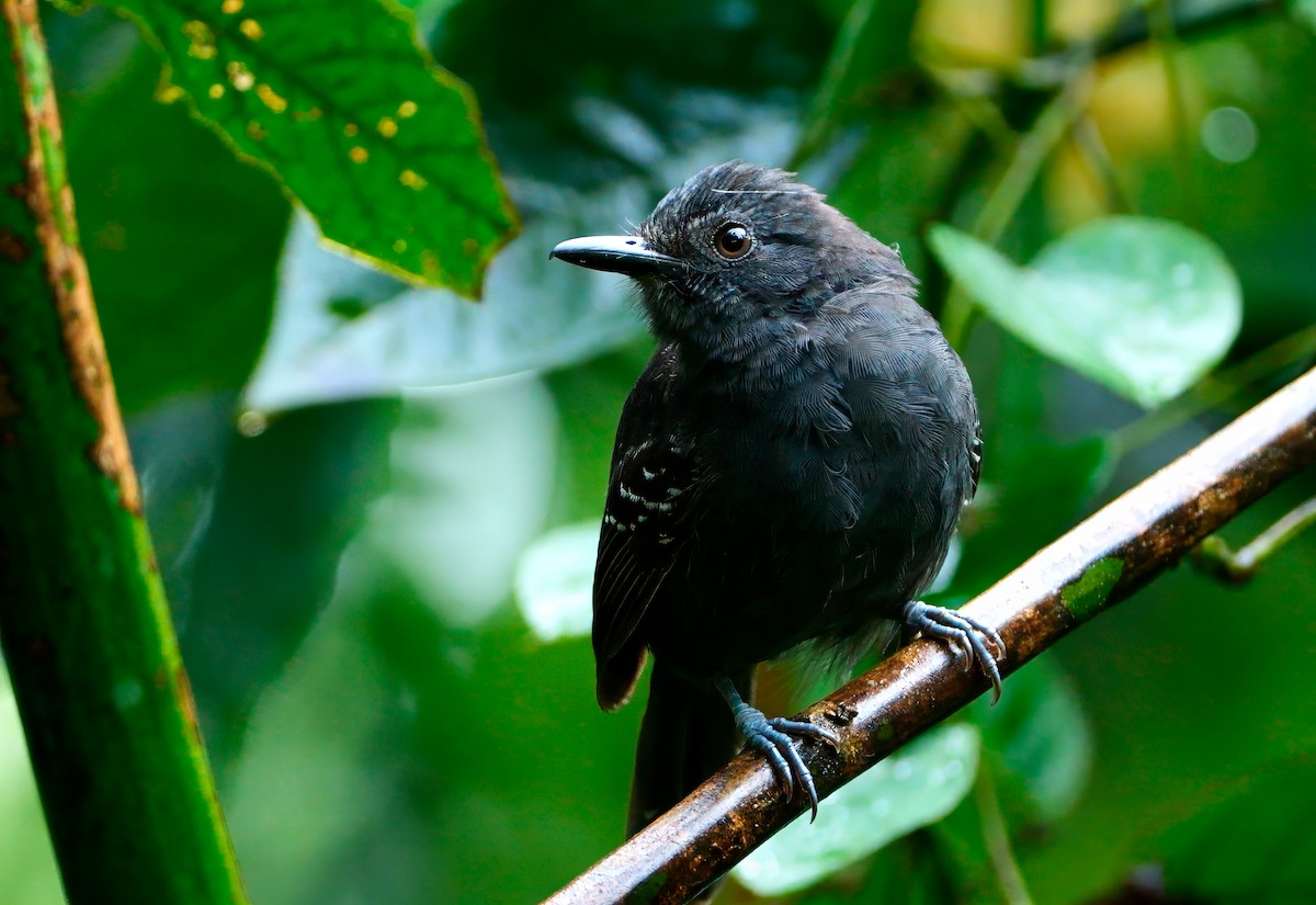 Dusky Antbird - ML624048501