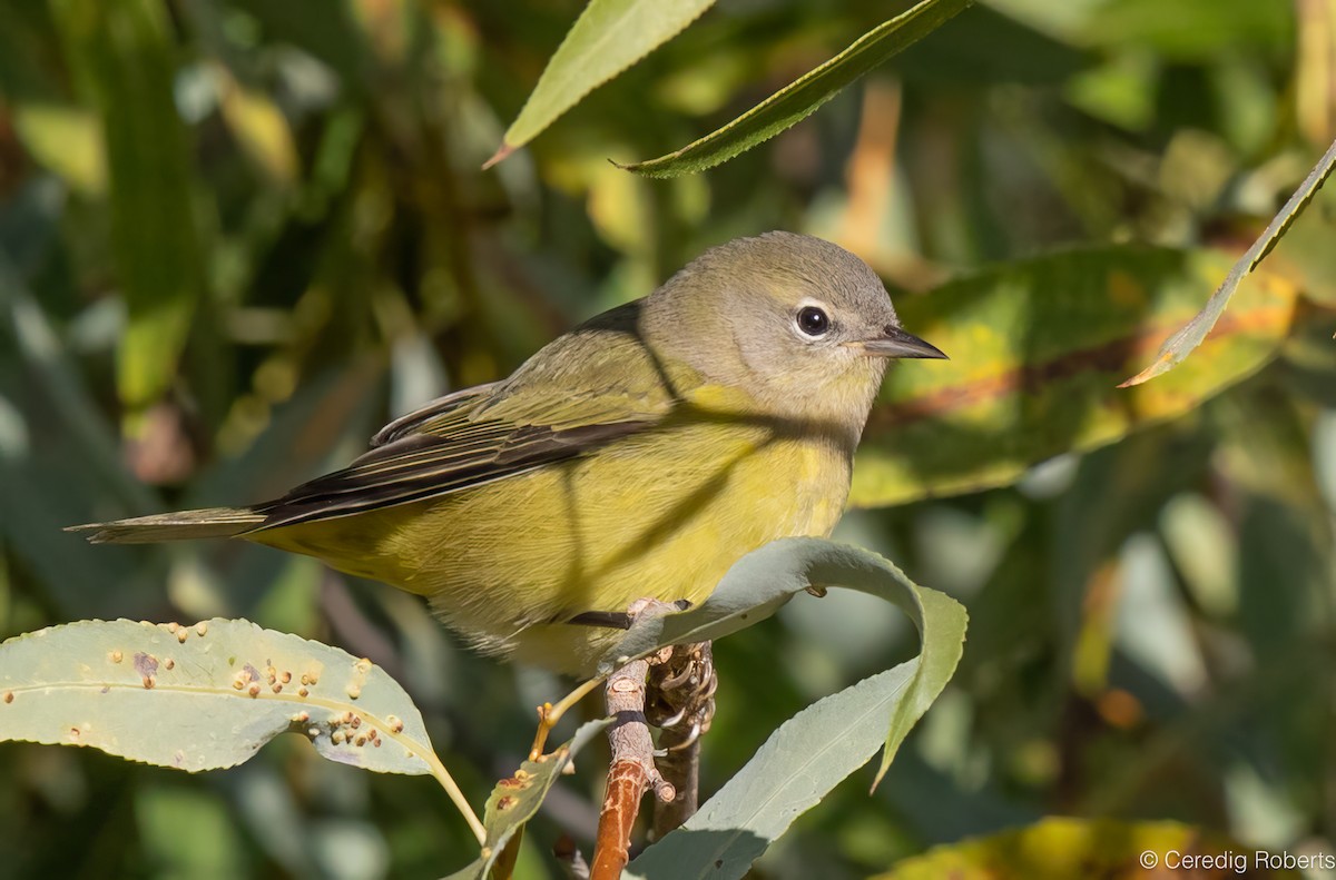 Orange-crowned Warbler - ML624048503