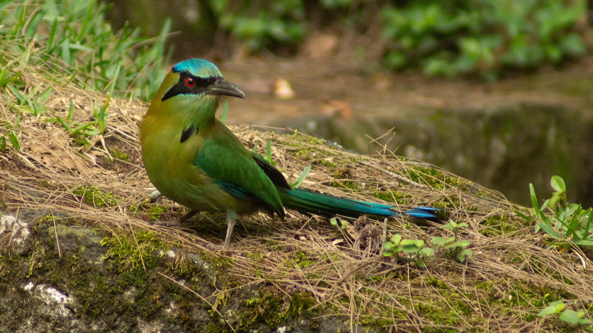 Blue-capped Motmot - ML624048506