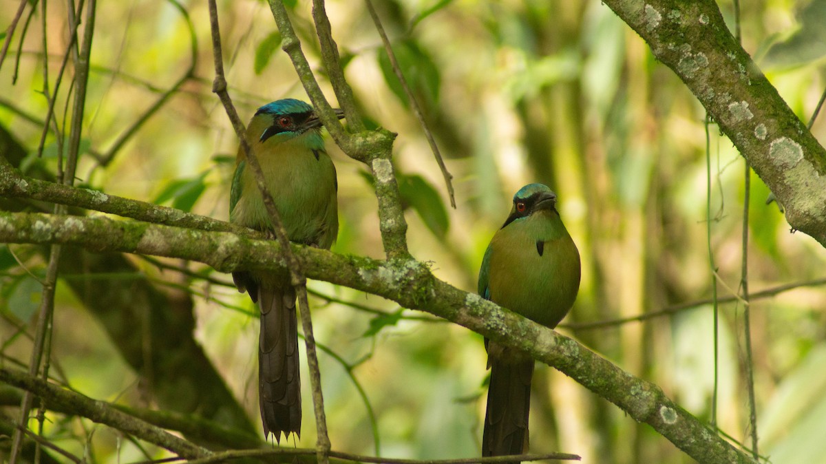 Blue-capped Motmot - ML624048507