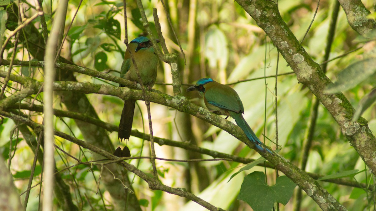 Blue-capped Motmot - ML624048508