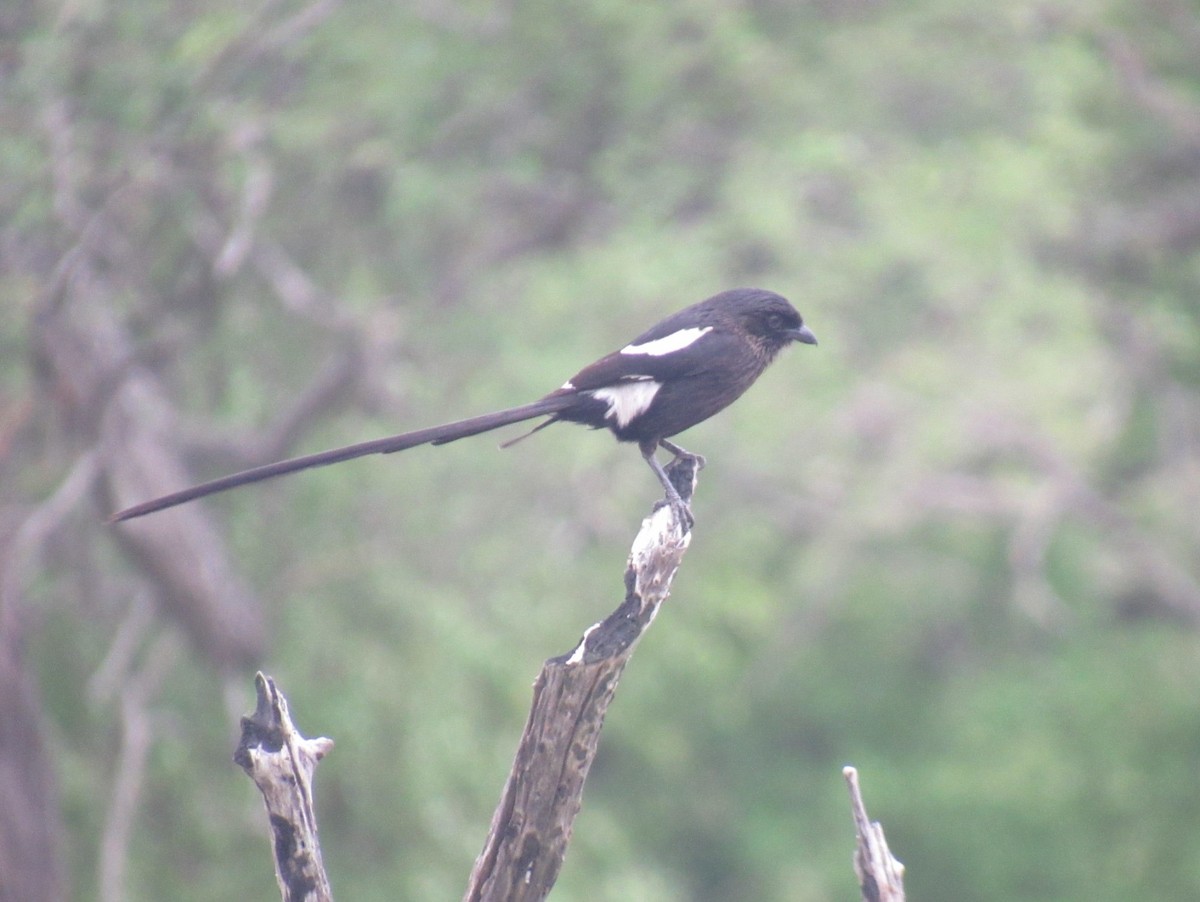 Magpie Shrike - Andre Cutolo