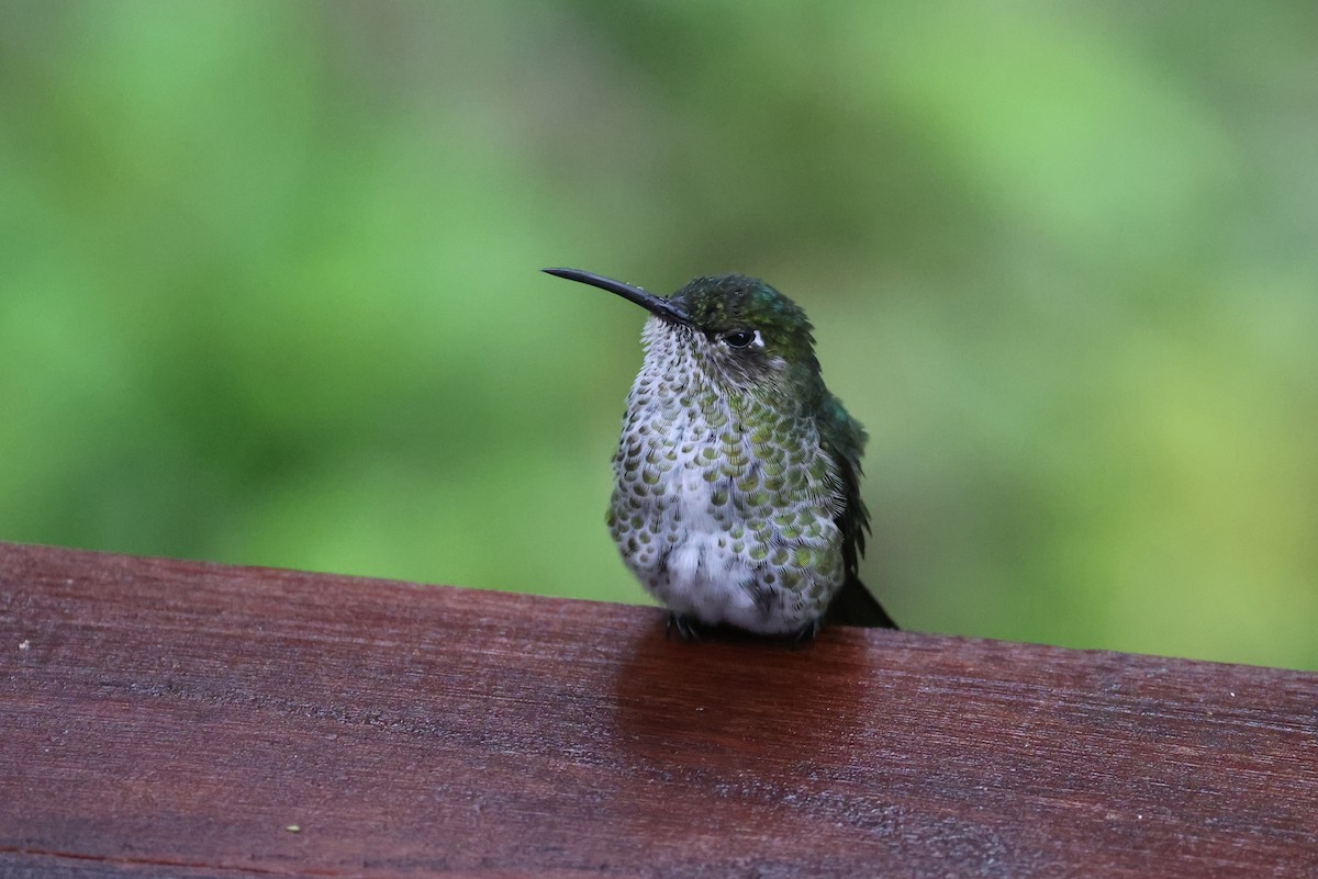 Many-spotted Hummingbird - Charles Davies