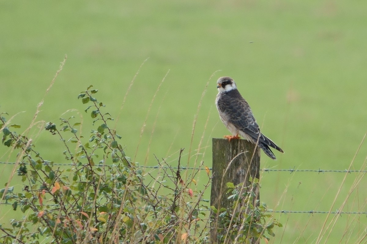Red-footed Falcon - ML624048526