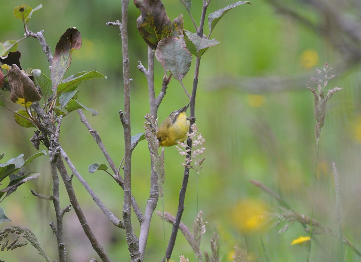 Yellow-bellied Siskin - ML624048532