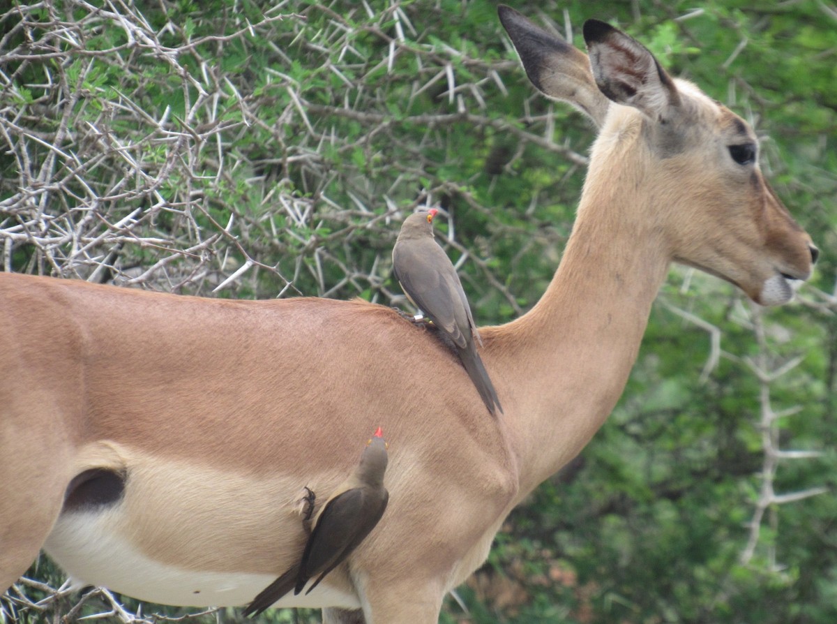 Red-billed Oxpecker - ML624048543