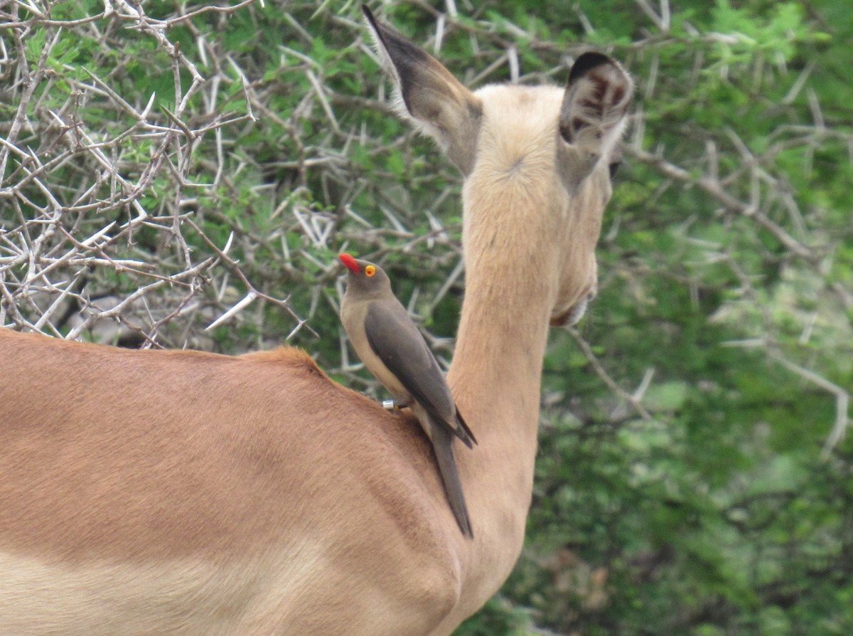 Red-billed Oxpecker - ML624048545