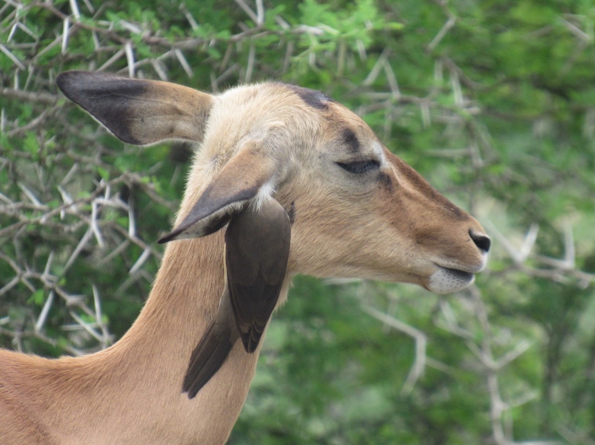 Red-billed Oxpecker - ML624048546