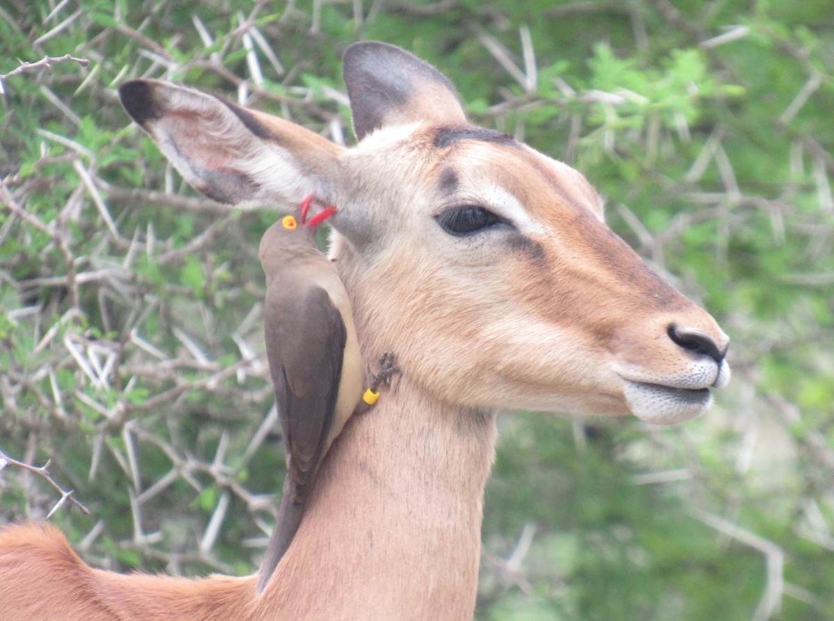 Red-billed Oxpecker - ML624048547