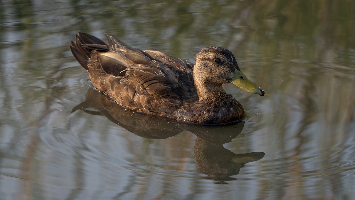 Canard noir - ML624048566