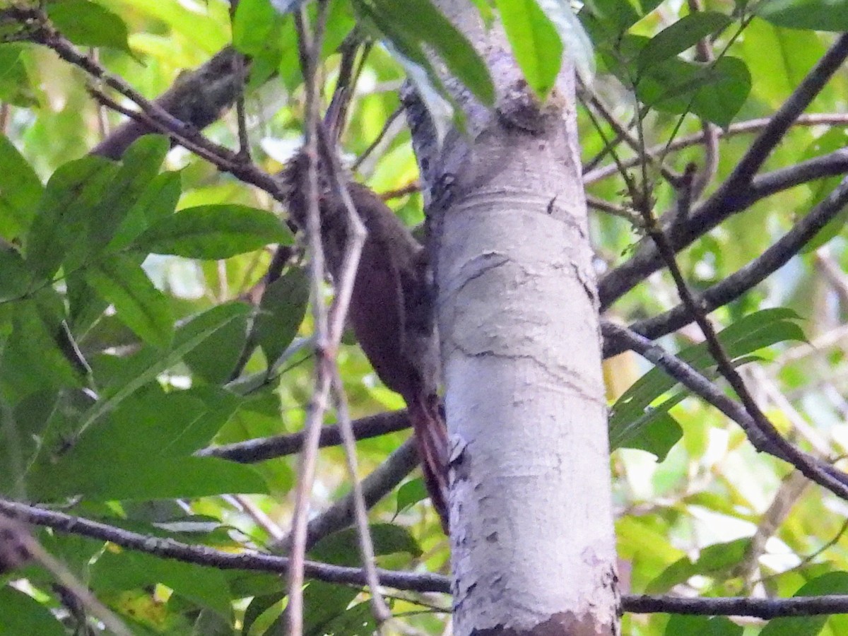 Amazonian Barred-Woodcreeper - Lisa Schibley