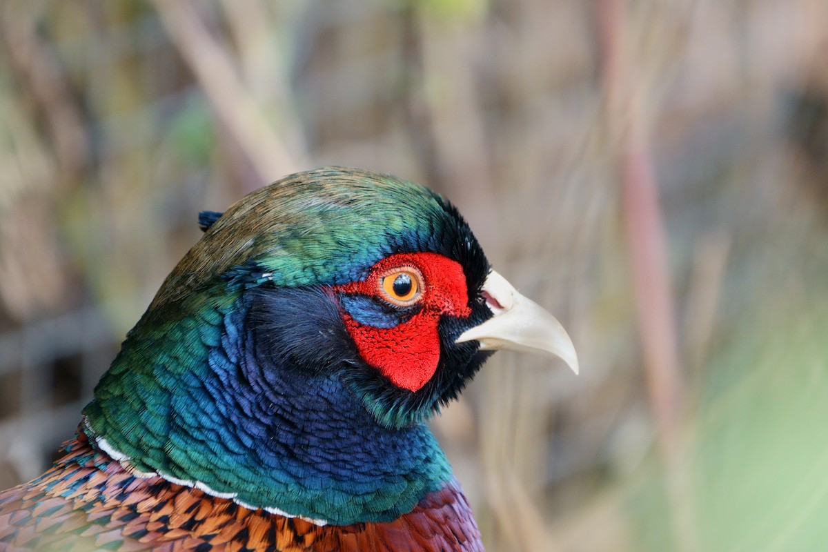 Ring-necked Pheasant - ML624048575