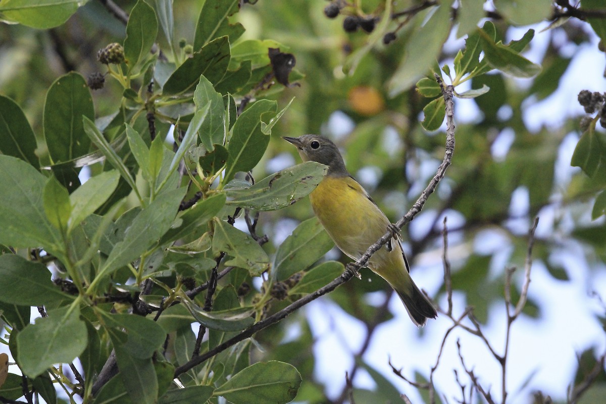 Nashville Warbler - ML624048593