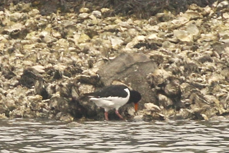 Eurasian Oystercatcher - walter sliva