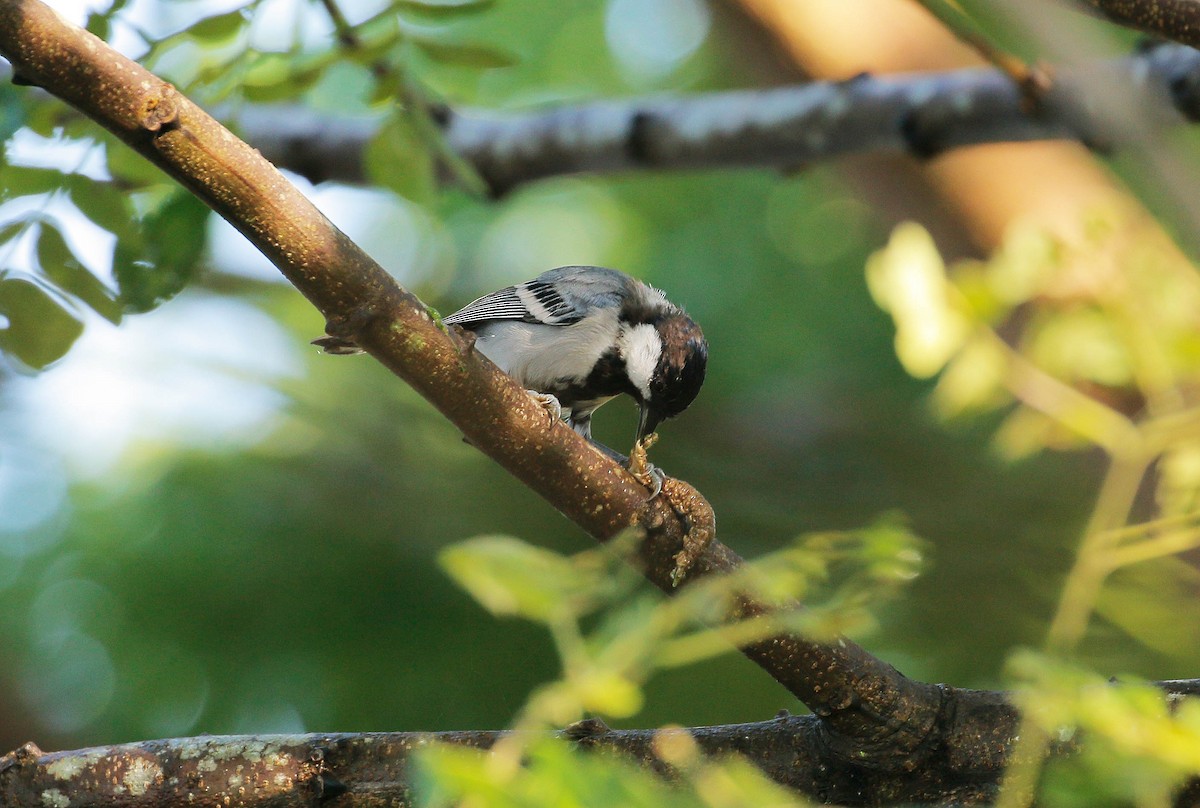 Cinereous Tit - ML62404861