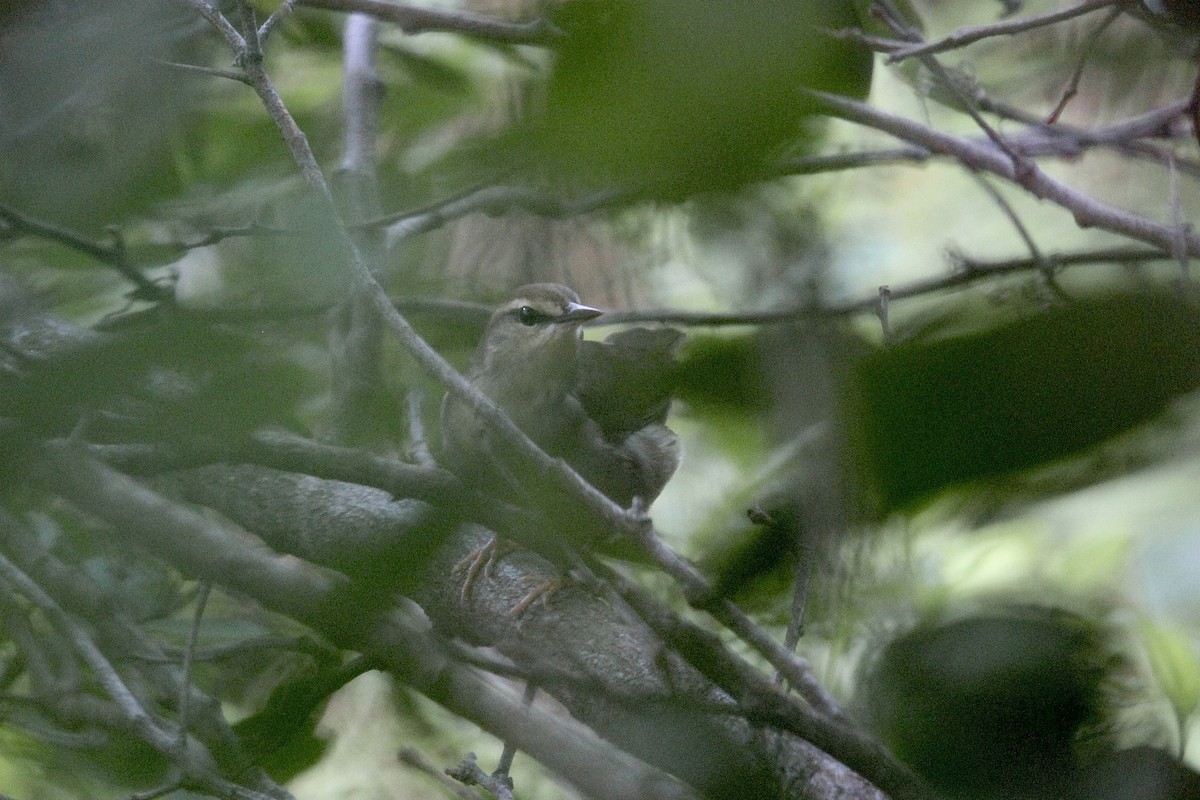 Swainson's Warbler - ML624048611