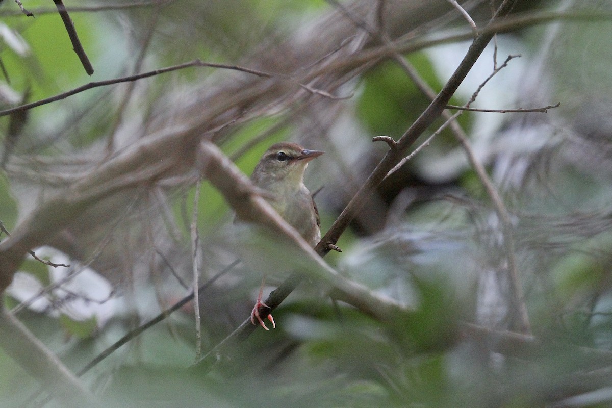 Swainson's Warbler - ML624048612