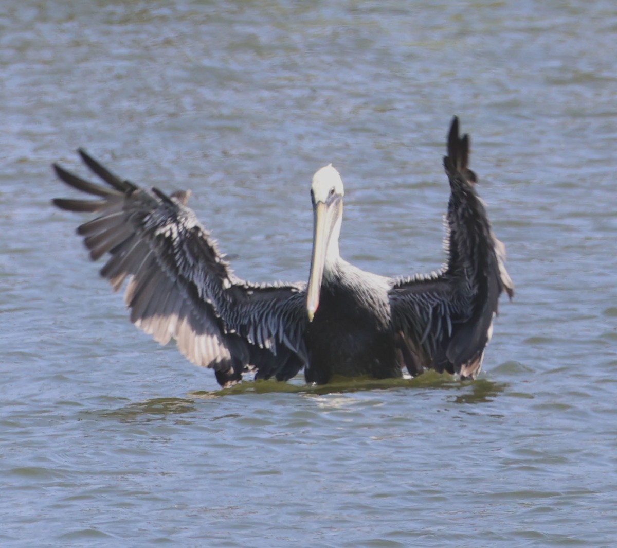 Brown Pelican - ML624048627