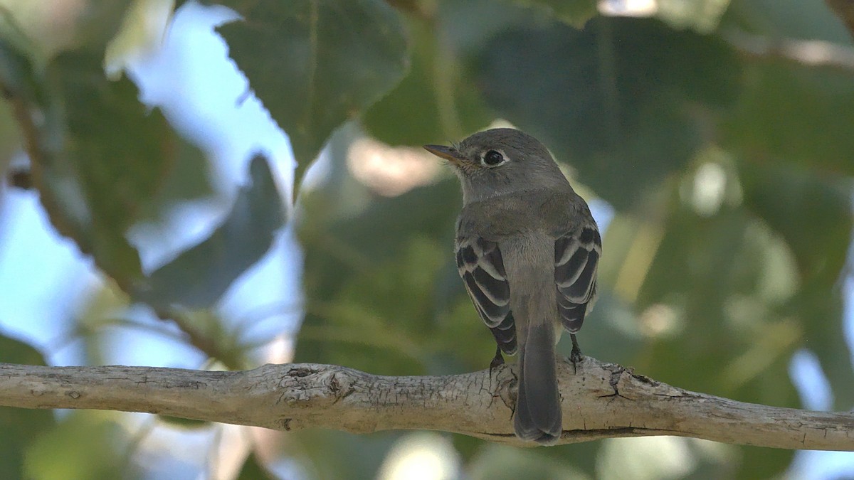 Hammond's/Dusky Flycatcher - ML624048640