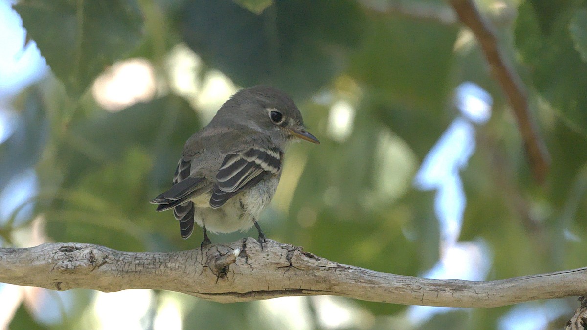 Hammond's/Dusky Flycatcher - ML624048643