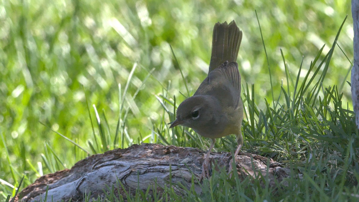 MacGillivray's Warbler - ML624048650